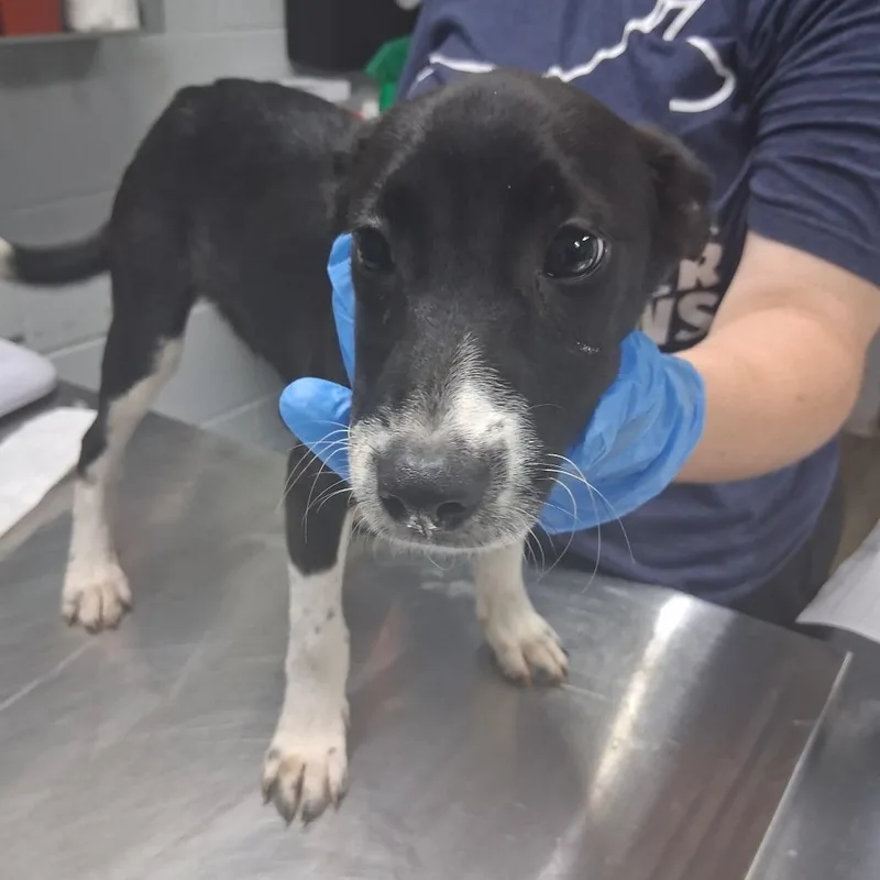 A baby small-sized female Black Shepherd dog named Toddy for adoption in Summerville, SC