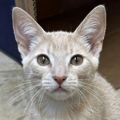 A baby medium-sized male Tabby (Buff / Tan / Fawn) Domestic Short Hair cat named Taki for adoption in Crystal Lake, IL