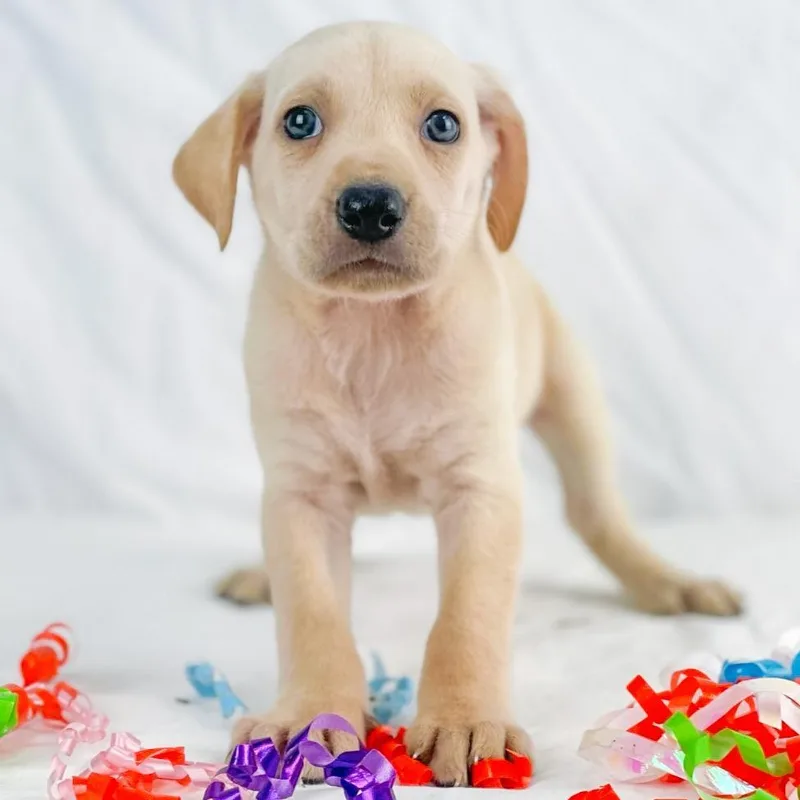 Spearmint The Lab Mix