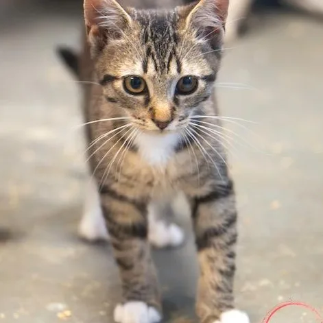 A baby medium-sized male Brown / Chocolate Tabby cat named Peanut SOULFUL AND LOVING for adoption in Bethel, CT