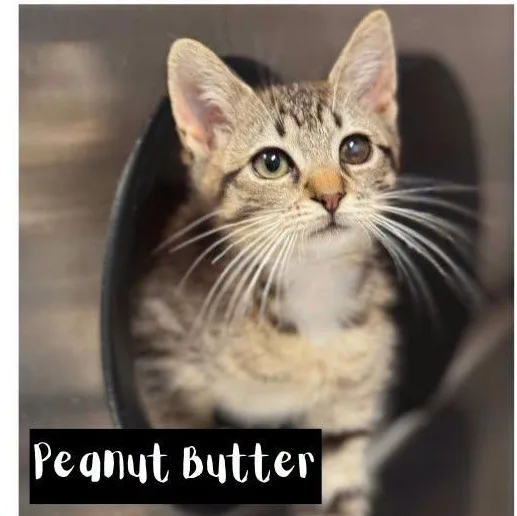 Peanut SOULFUL AND LOVING thumbnail 2