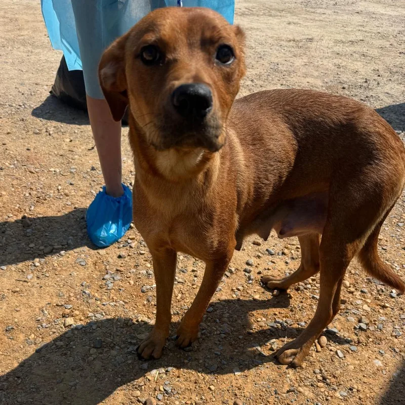 An adult medium-sized female Brown / Chocolate Labrador Retriever dog named Dolly Parton for adoption in LOXAHATCHEE, FL