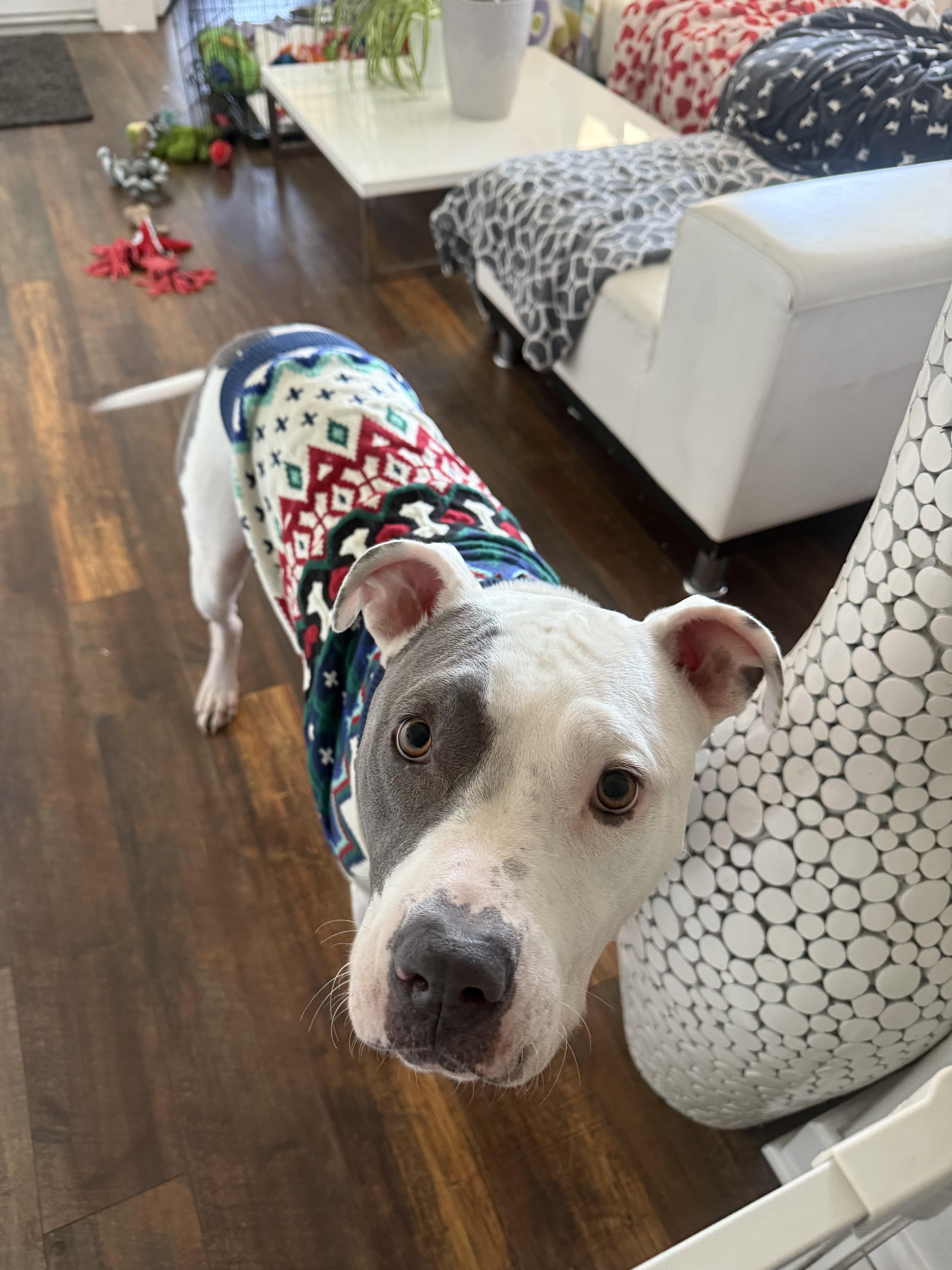 An adult large-sized male White / Cream American Bulldog dog named George for adoption in Santa Monica, CA