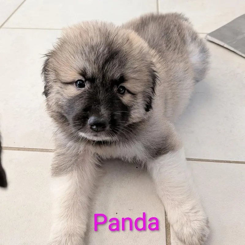 A baby large-sized female Brown / Chocolate Great Pyrenees dog named Panda KB for adoption in Austin, TX