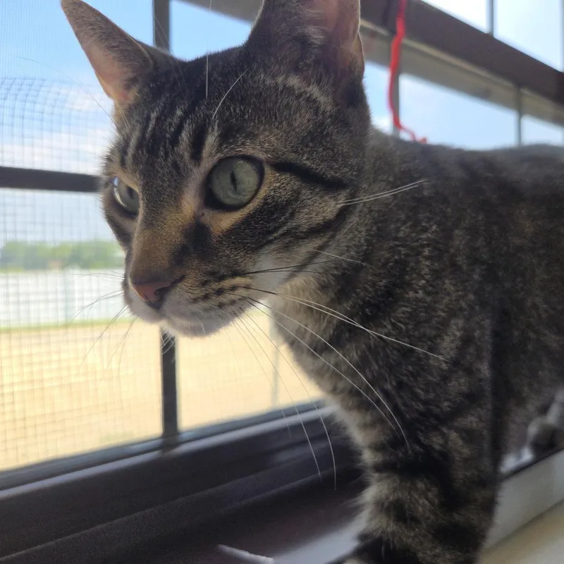 Merlin