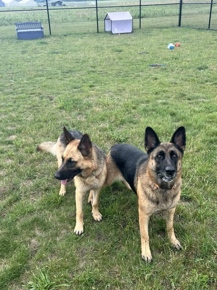 An adult medium-sized female Black German Shepherd Dog dog named Echo BONDED TO SAGE for adoption in Shelby, MI