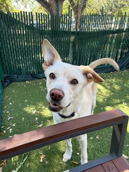 An adult large-sized male Labrador Retriever dog named Lego for adoption in North Miami Beach, FL