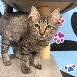 A baby small-sized female Brown / Chocolate Domestic Long Hair cat named Jewel for adoption in Tallahassee, FL