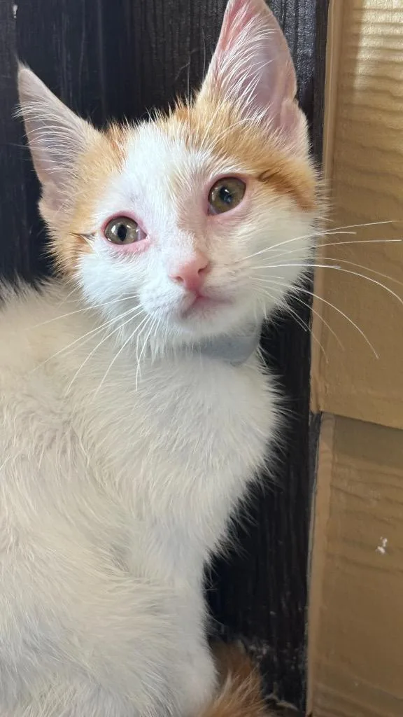 A baby small-sized female Domestic Short Hair cat named Monsoon for adoption in Clarksville, TN