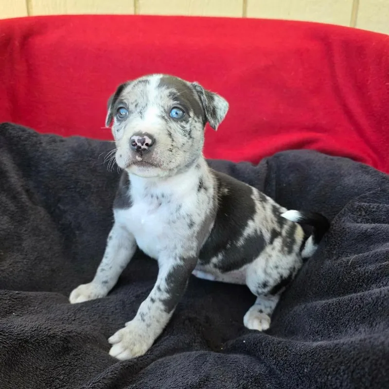 A baby small-sized female Black Pit Bull Terrier dog named Couscous for adoption in Jackson, MO