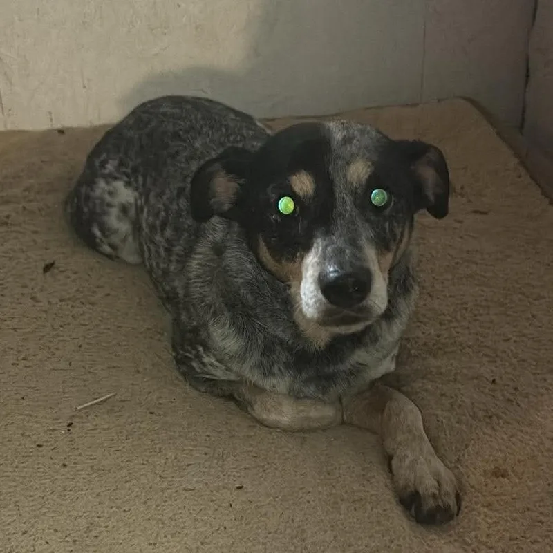 An adult medium-sized male Black Australian Cattle Dog / Blue Heeler dog named Rascal for adoption in Rocky Mount, VA
