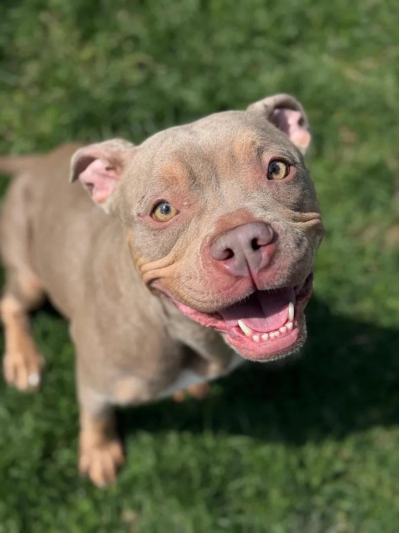 An adult medium-sized female Yellow / Tan / Blond / Fawn Pit Bull Terrier dog named Coco Louise for adoption in Benton Harbor, MI