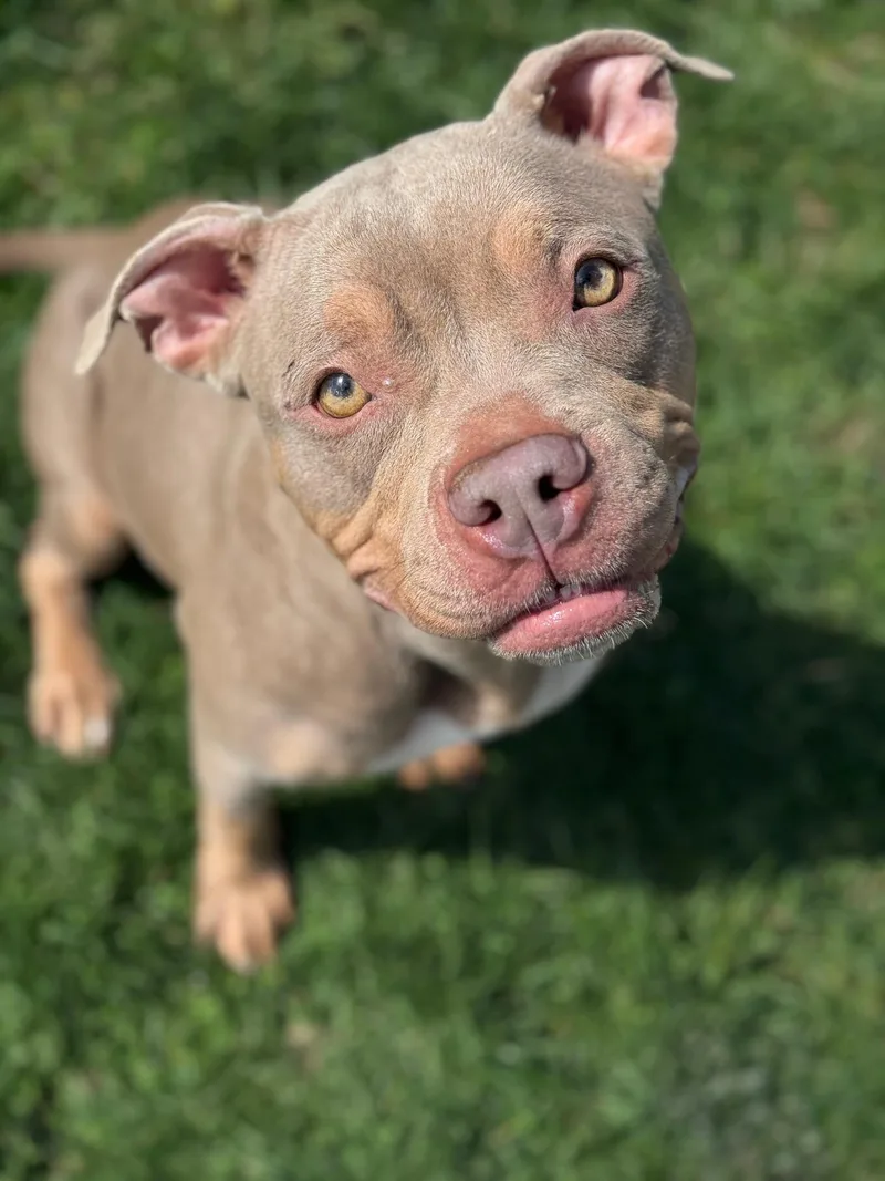 Coco Louise thumbnail 4