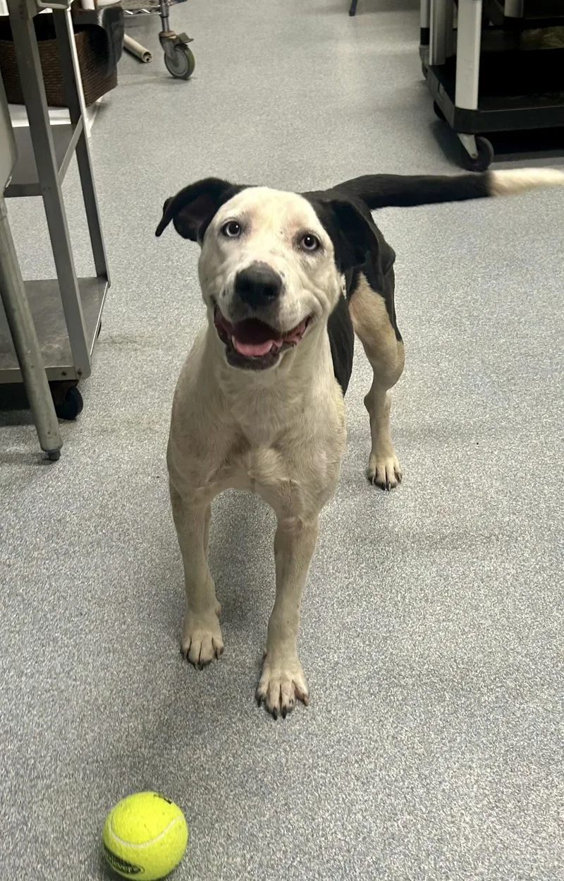 An adult medium-sized female Black Mixed Breed dog named Silver for adoption in St. Joseph, MI