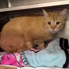 An adult medium-sized male Orange & White Domestic Short Hair cat named Firestar for adoption in Rapid City, SD