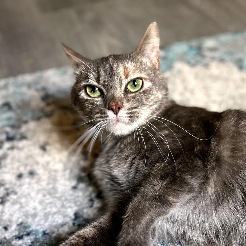 An adult medium-sized female Tortoiseshell Domestic Short Hair cat named Peep for adoption in Atlanta, GA
