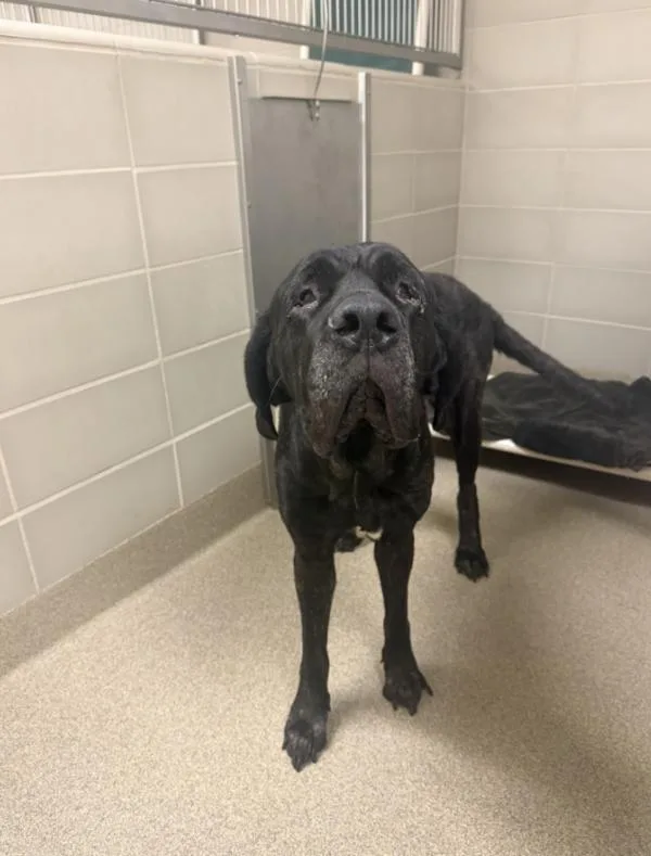 An adult large-sized female Mastiff dog named Mimi for adoption in Virginia Beach, VA