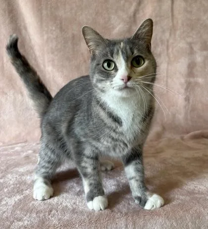 A young medium-sized female Domestic Short Hair cat named Nyima for adoption in Buffalo, MN