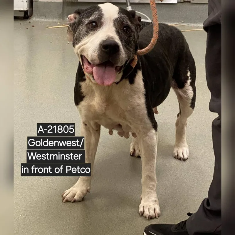 A senior large-sized female White / Cream Pit Bull Terrier dog named Wagsstray for adoption in Westminster, CA
