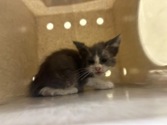 A baby small-sized female Domestic Short Hair cat named Cheetah for adoption in Tustin, CA
