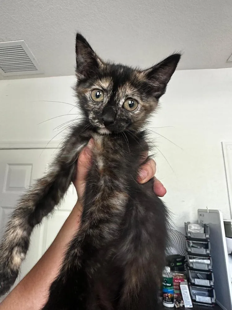 A baby small-sized female Domestic Short Hair cat named Itsy for adoption in Hudson, NH
