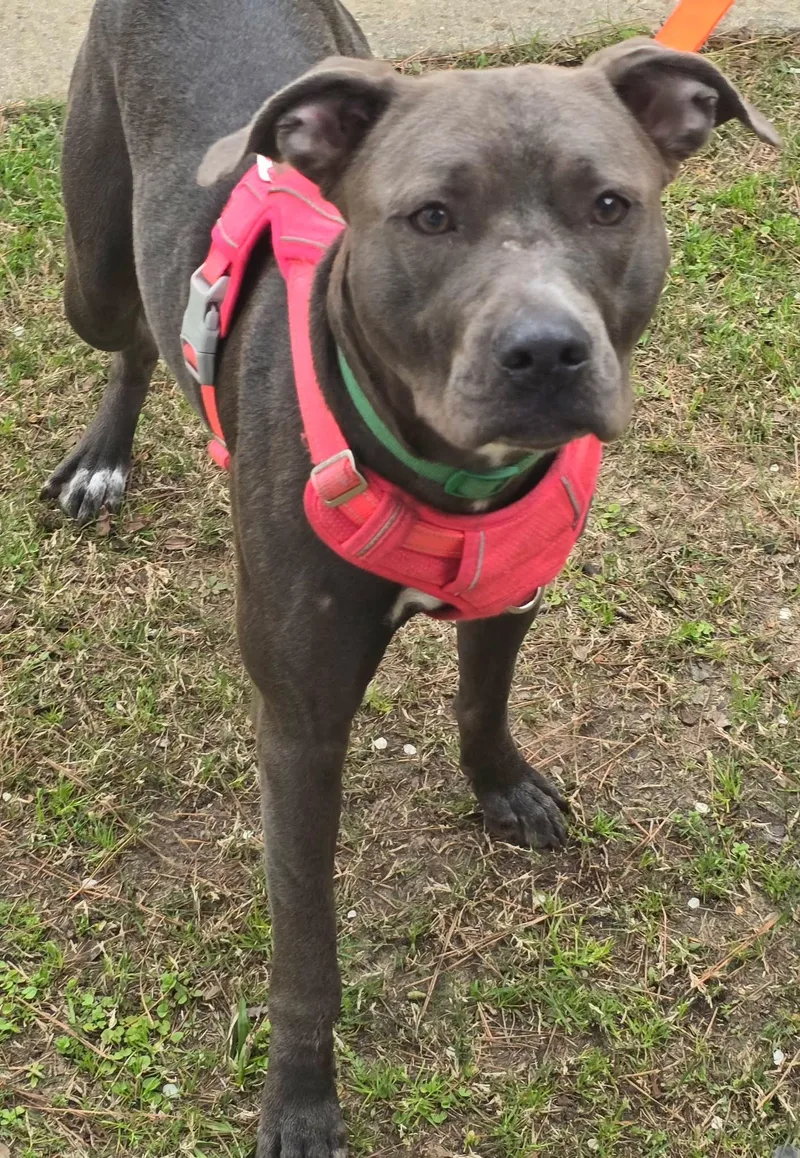 An adult medium-sized female Pit Bull Terrier dog named Bailey for adoption in Alexander, AR