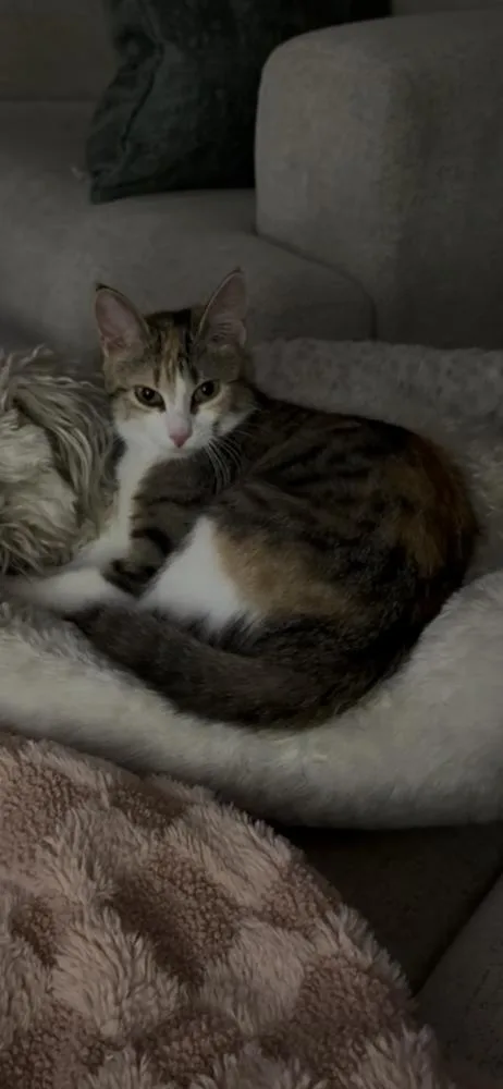 An adult small-sized female Orange & White Domestic Short Hair cat named Penny for adoption in Metamora, IL