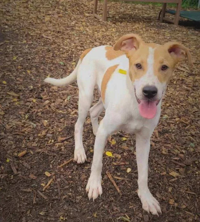 A young medium-sized male Hound dog named Jagger for adoption in Ringwood, NJ