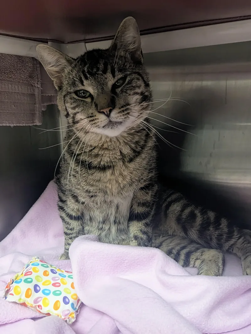 A young large-sized male Tabby (Gray / Blue / Silver) Domestic Short Hair cat named Chumley for adoption in Springfield, IL
