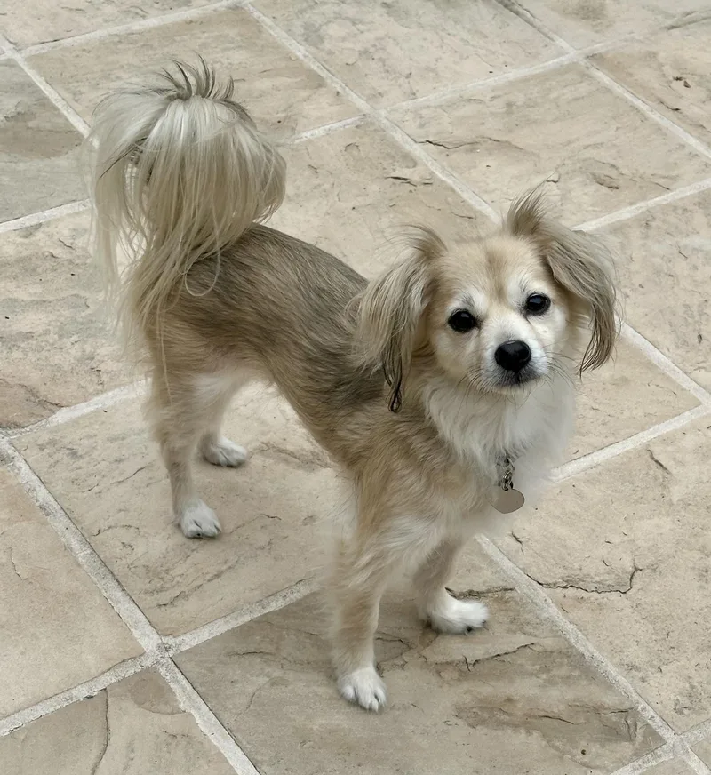 Kushi