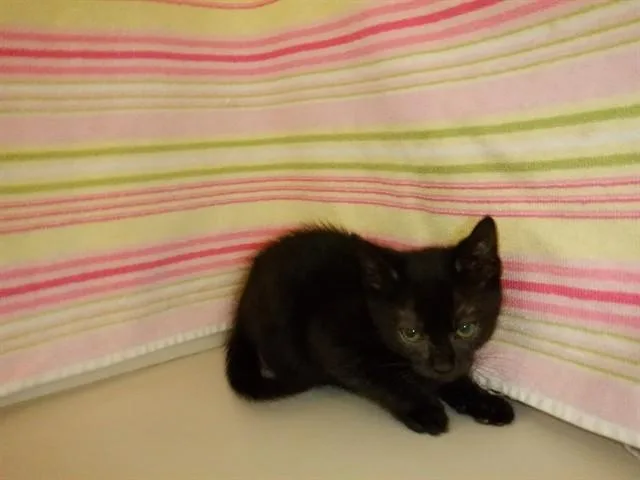 A baby small-sized female Domestic Short Hair cat named Tilly for adoption in San Jose, CA