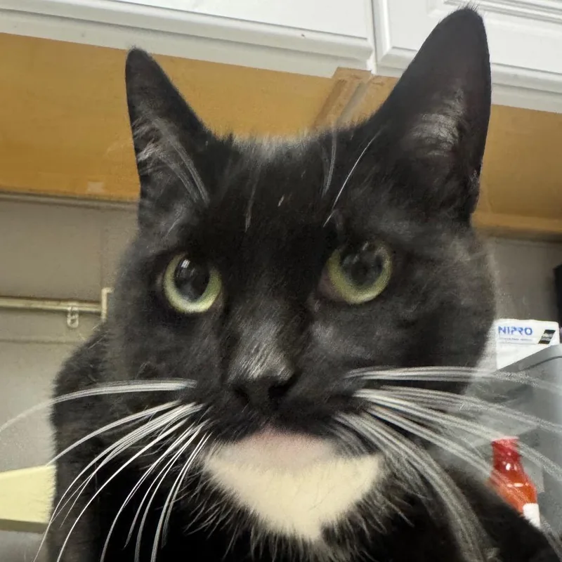 An adult large-sized female Black Domestic Short Hair cat named Tippy for adoption in Greenville, SC