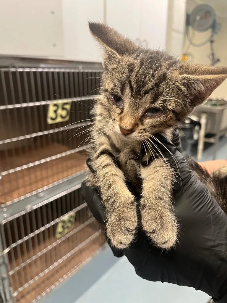 A baby small-sized female Domestic Short Hair cat named Veda for adoption in Cartersville , GA