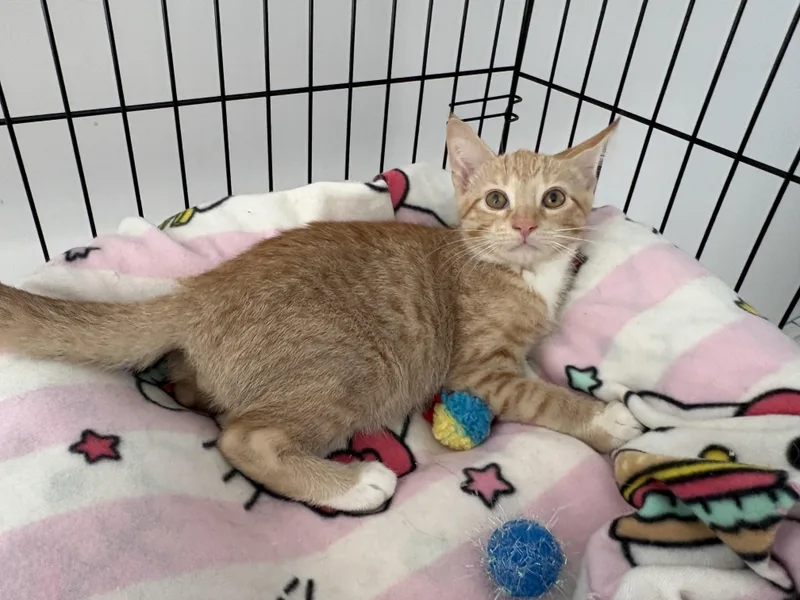 A baby small-sized male Buff / Tan / Fawn Domestic Short Hair cat named Kaju for adoption in Seaford, NY