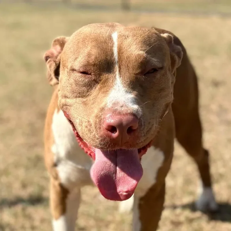 An adult small-sized female Terrier dog named Juniper for adoption in Marshall, TX