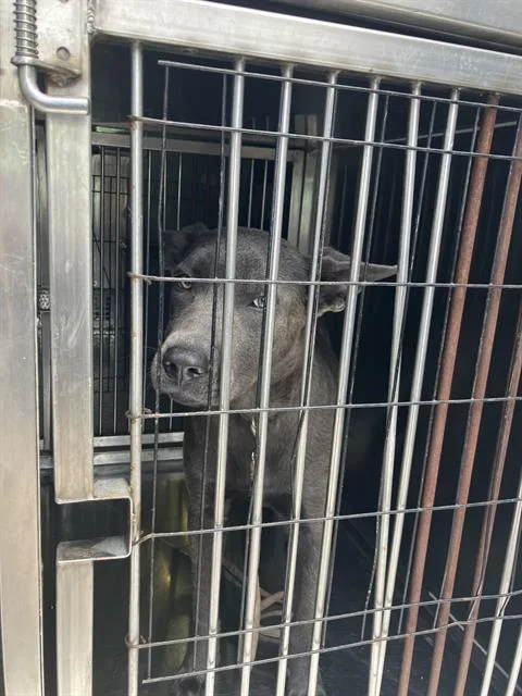 A young medium-sized female Mixed Breed dog named Coal for adoption in Dallas, TX