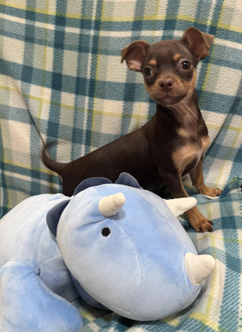 Cocoa Bean thumbnail 6