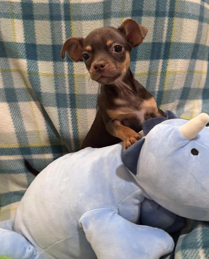 A baby small-sized male Brown / Chocolate Chihuahua dog named Cocoa Bean for adoption in Corona, CA