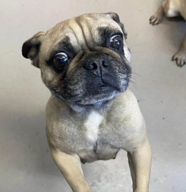 Penelope