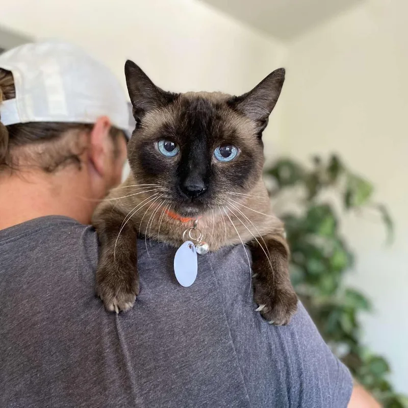 A senior large-sized male Brown / Chocolate Siamese cat named Shroom for adoption in Ramona, CA