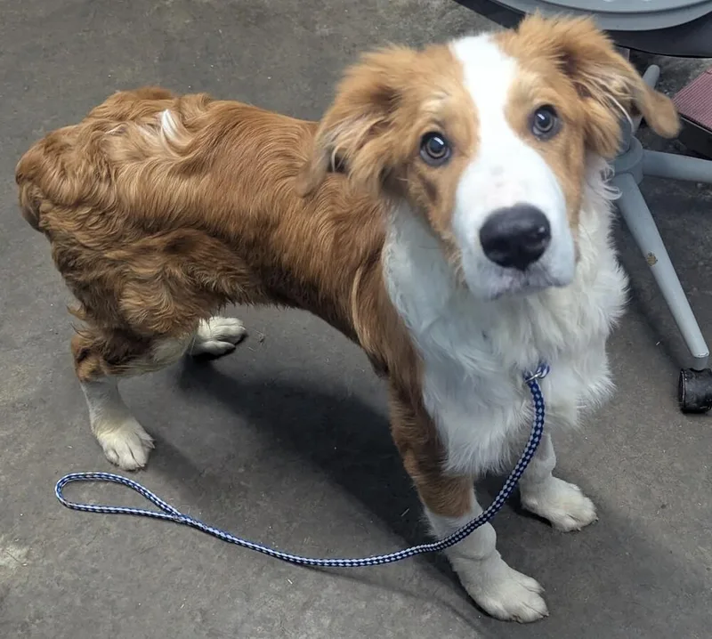 A young large-sized male White / Cream Australian Shepherd dog named Graham for adoption in Evansville, IN