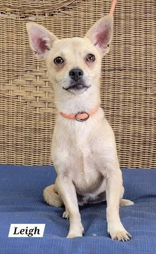 A young small-sized female Chiweenie dog named Leigh for adoption in Marshall, TX