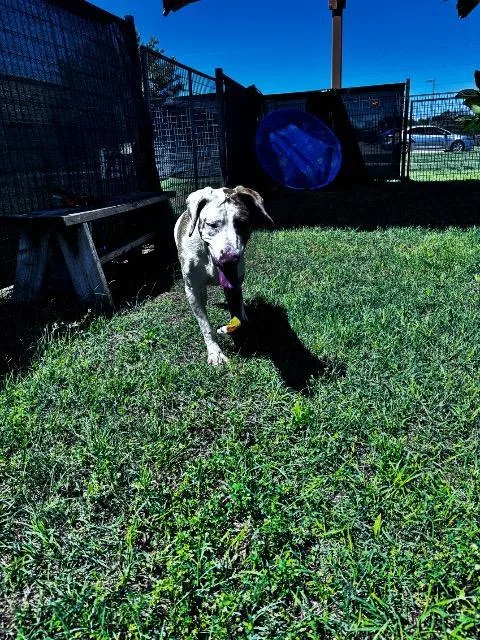 A young large-sized female Hound dog named Peach for adoption in New Braunfels, TX