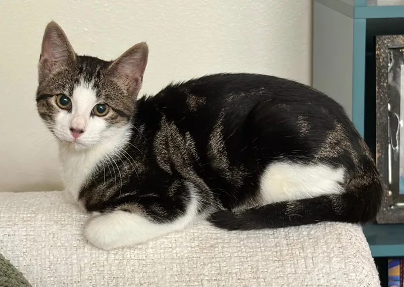 A baby medium-sized male Domestic Short Hair cat named Chip for adoption in New Orleans, LA