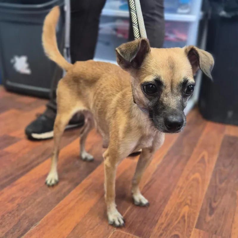 An adult small-sized female Brown / Chocolate Chihuahua dog named Boo for adoption in Wahiawa, HI