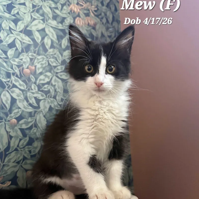 Mew
