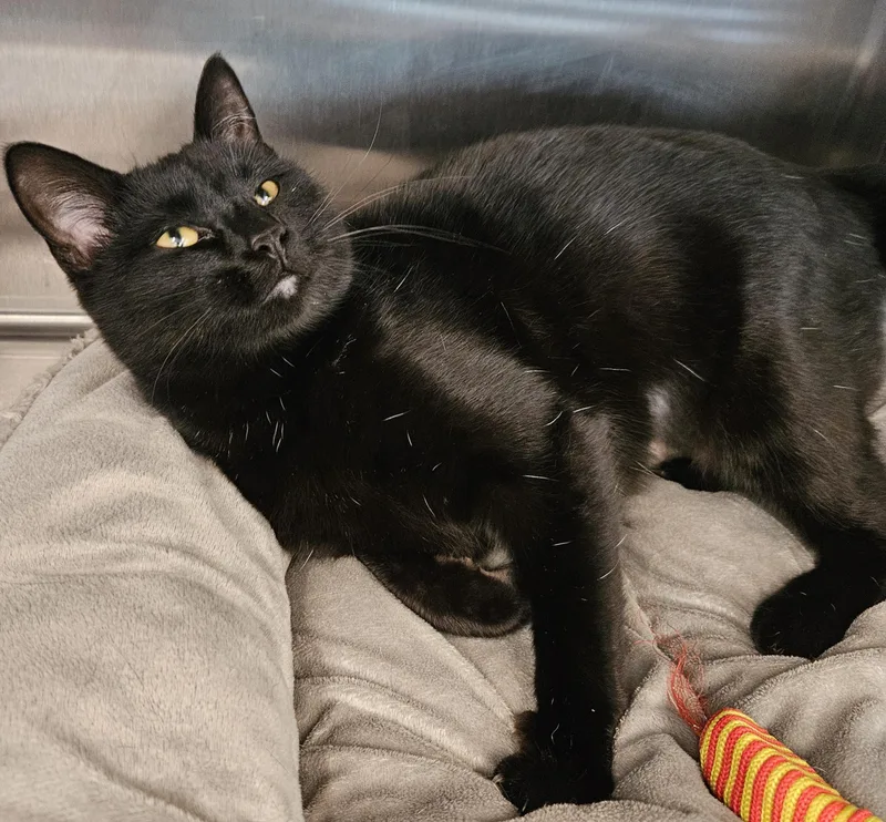 An adult medium-sized female Black Domestic Short Hair cat named Hot Tub for adoption in Gainesville, TX