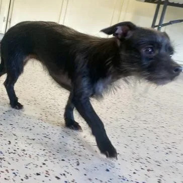 An adult small-sized female Black Terrier dog named Samara for adoption in Erie, PA