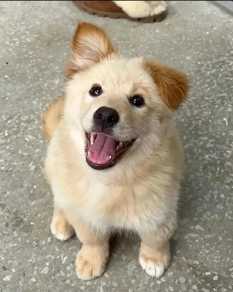 A young small-sized male Golden Retriever dog named Dobby for adoption in Newmanstown, PA