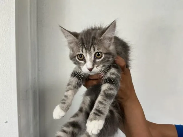 A baby small-sized female Domestic Short Hair cat named Blossom for adoption in San Bernardino, CA